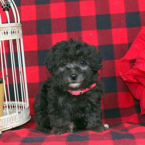 Kamie, Toy Poodle Puppy