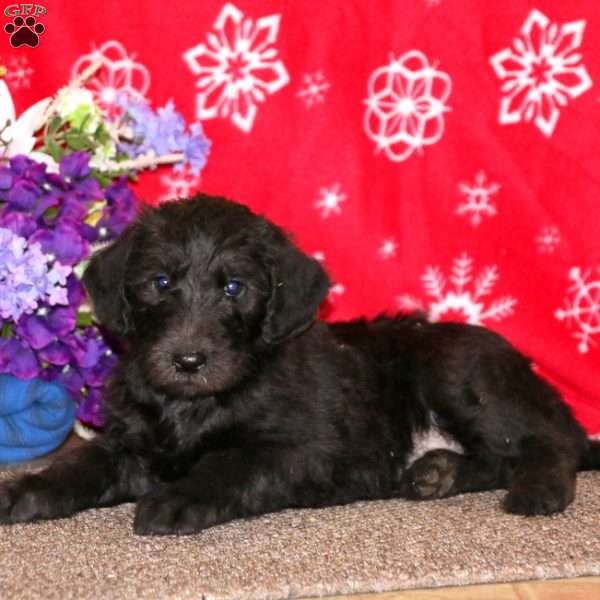 Kandy, Labradoodle Puppy