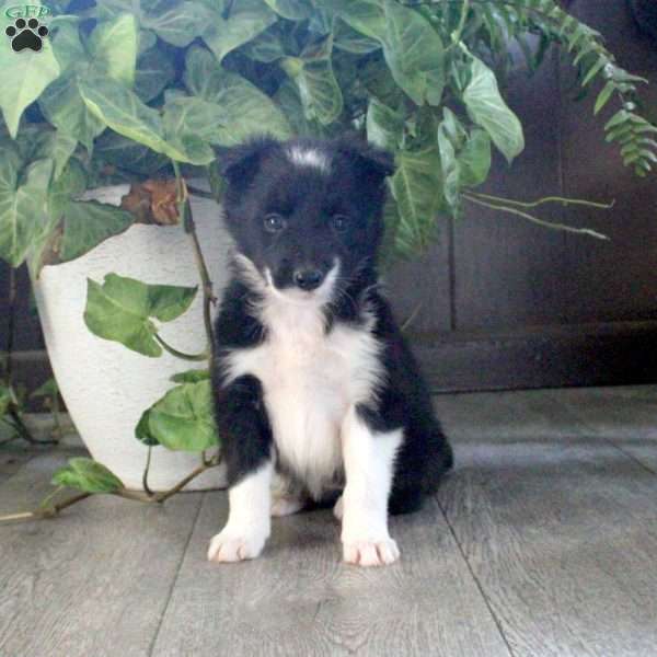 Kara, Border Collie Puppy