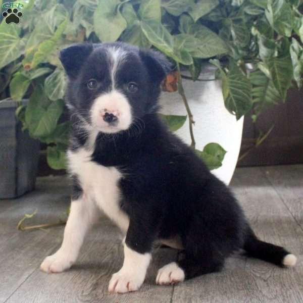 Kari, Border Collie Puppy