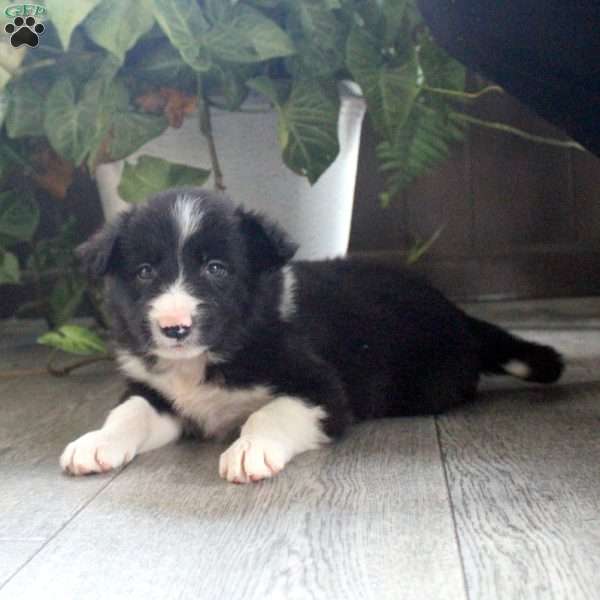 Karl, Border Collie Puppy