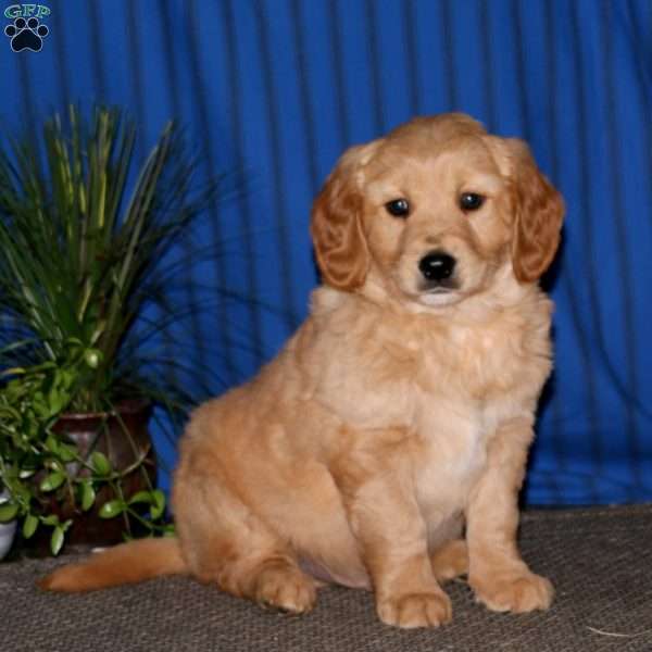 Karter, Miniature Golden Retriever Puppy
