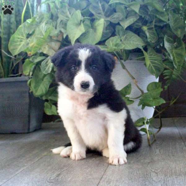 Kendall, Border Collie Puppy