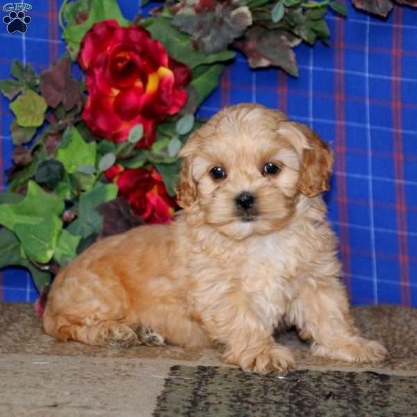 Kendall, Shih-Poo Puppy