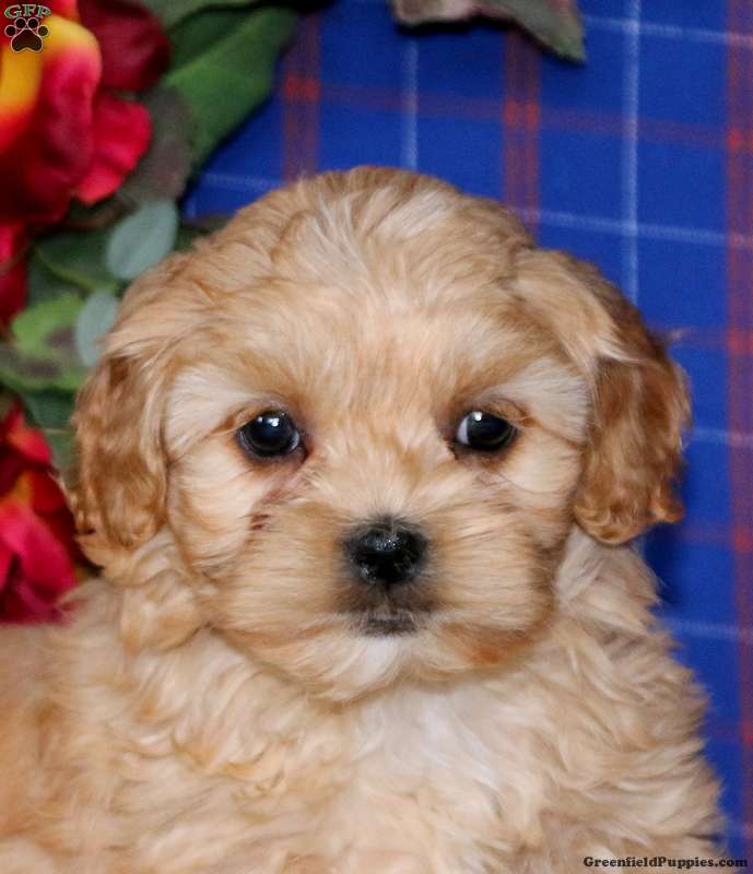 Kendall ShihPoo Puppy For Sale in Pennsylvania