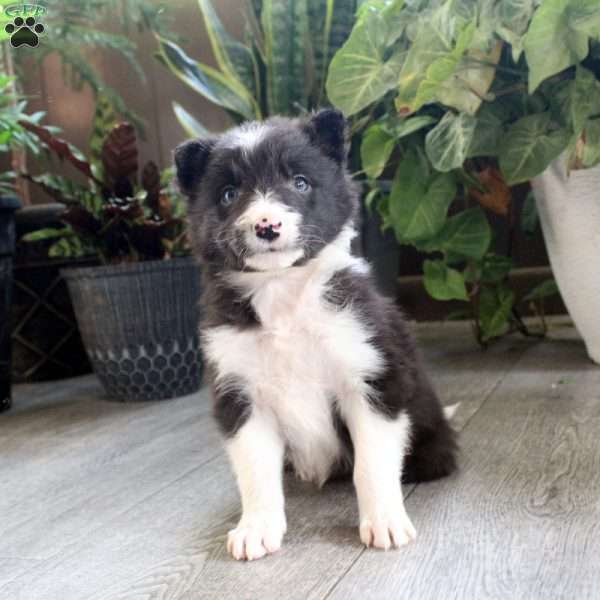 Kevin, Border Collie Puppy