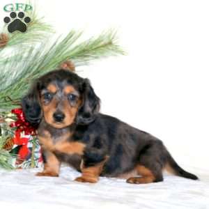 Greenfield puppies hot sale dachshund