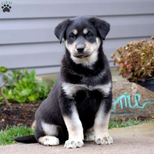 Kia, Labrador Mix Puppy
