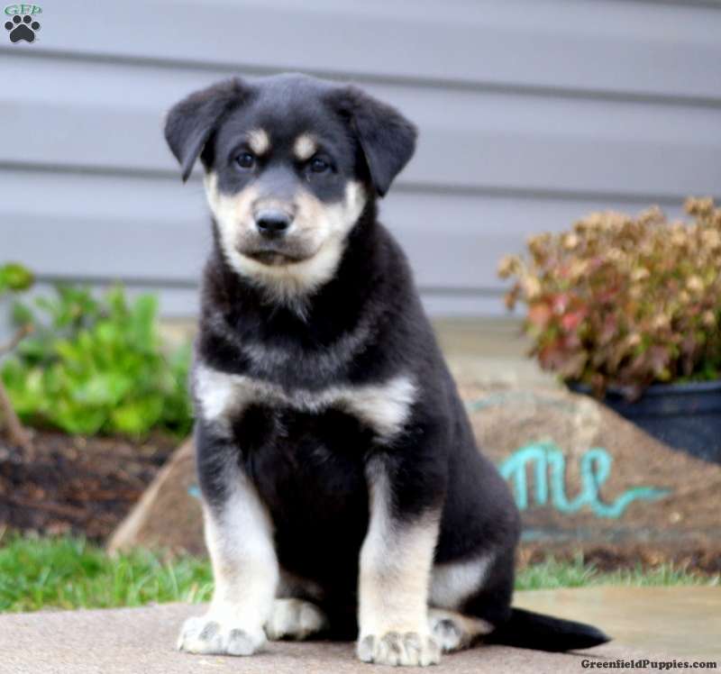 Kia - Labrador Mix Puppy For Sale in Pennsylvania