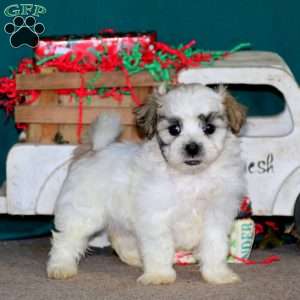 Teddy Bear Puppies for Sale Greenfield Puppies