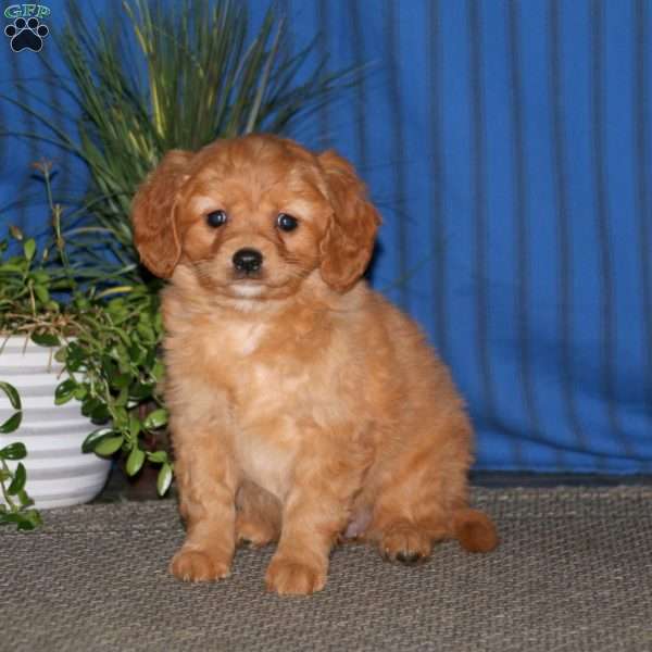 Kierra, Miniature Golden Retriever Puppy