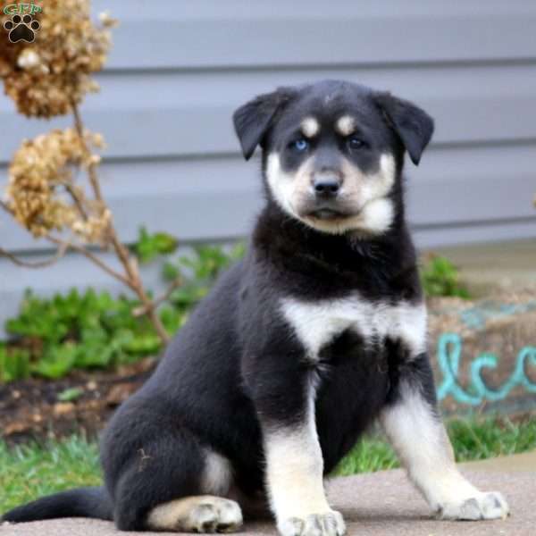 Kierra, Labrador Mix Puppy