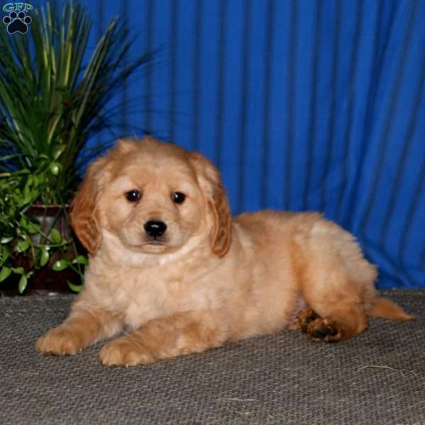Kody, Miniature Golden Retriever Puppy