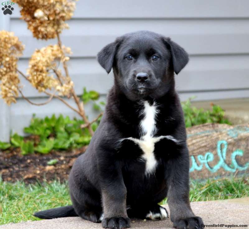 Kookie Labrador Mix Puppy For Sale in Pennsylvania