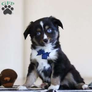 Australian Shepherds: A complete trait guide - Breed Deets - Ollie Blog