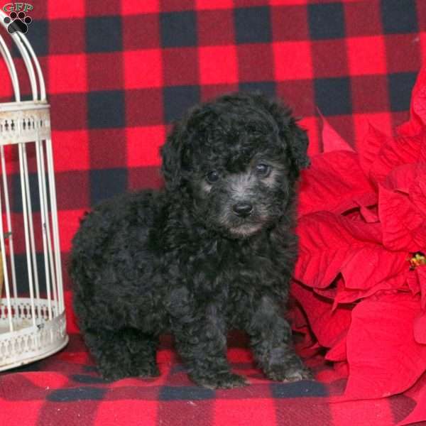 Krista, Toy Poodle Puppy
