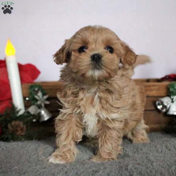 Lacey, Maltipoo Puppy