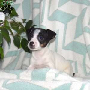 Jack Russell Terrier Puppies For Sale - Greenfield Puppies