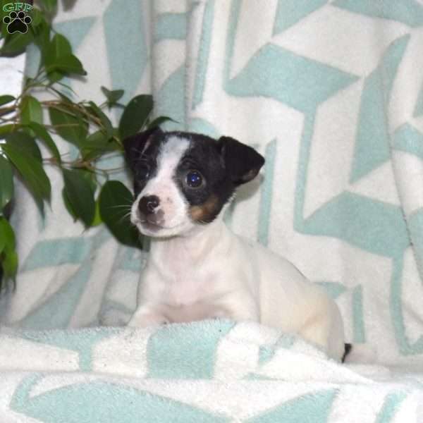 Lacy, Jack Russell Terrier Puppy