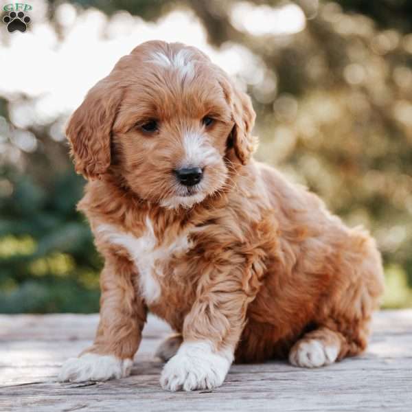 Laurel, Goldendoodle Puppy