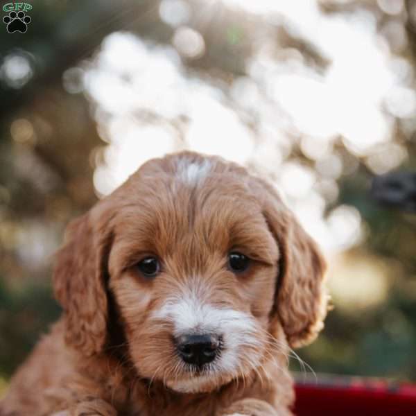 Layna, Goldendoodle Puppy