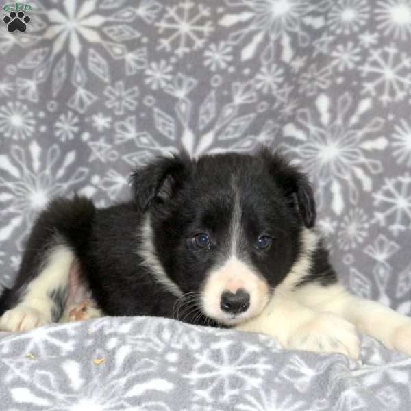 Leah, Border Collie Puppy