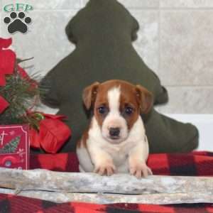Lila, Jack Russell Terrier Puppy
