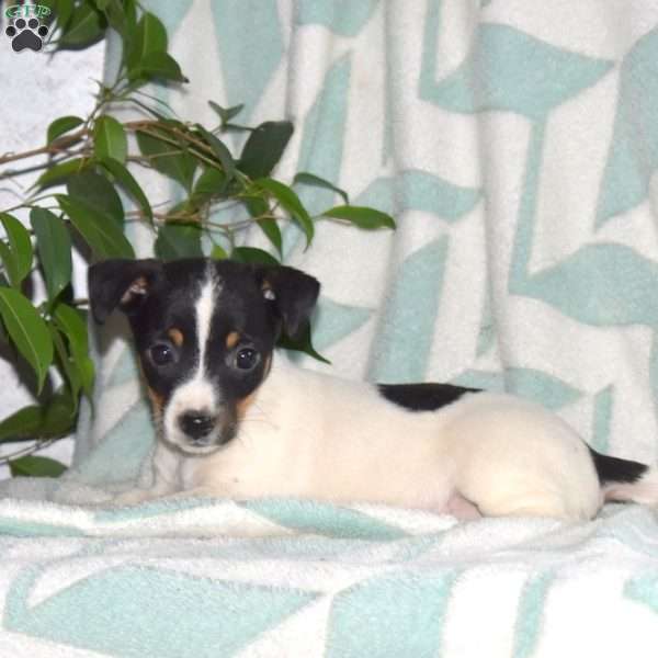 Lilac, Jack Russell Terrier Puppy