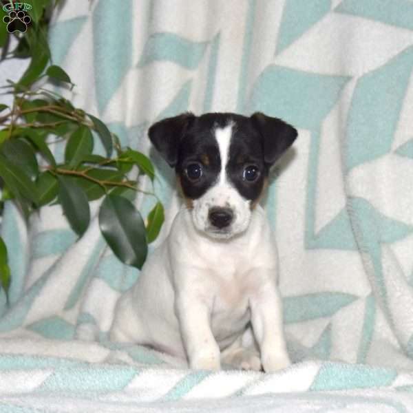 Lilly, Jack Russell Terrier Puppy