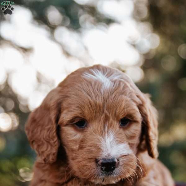 Lincoln, Goldendoodle Puppy