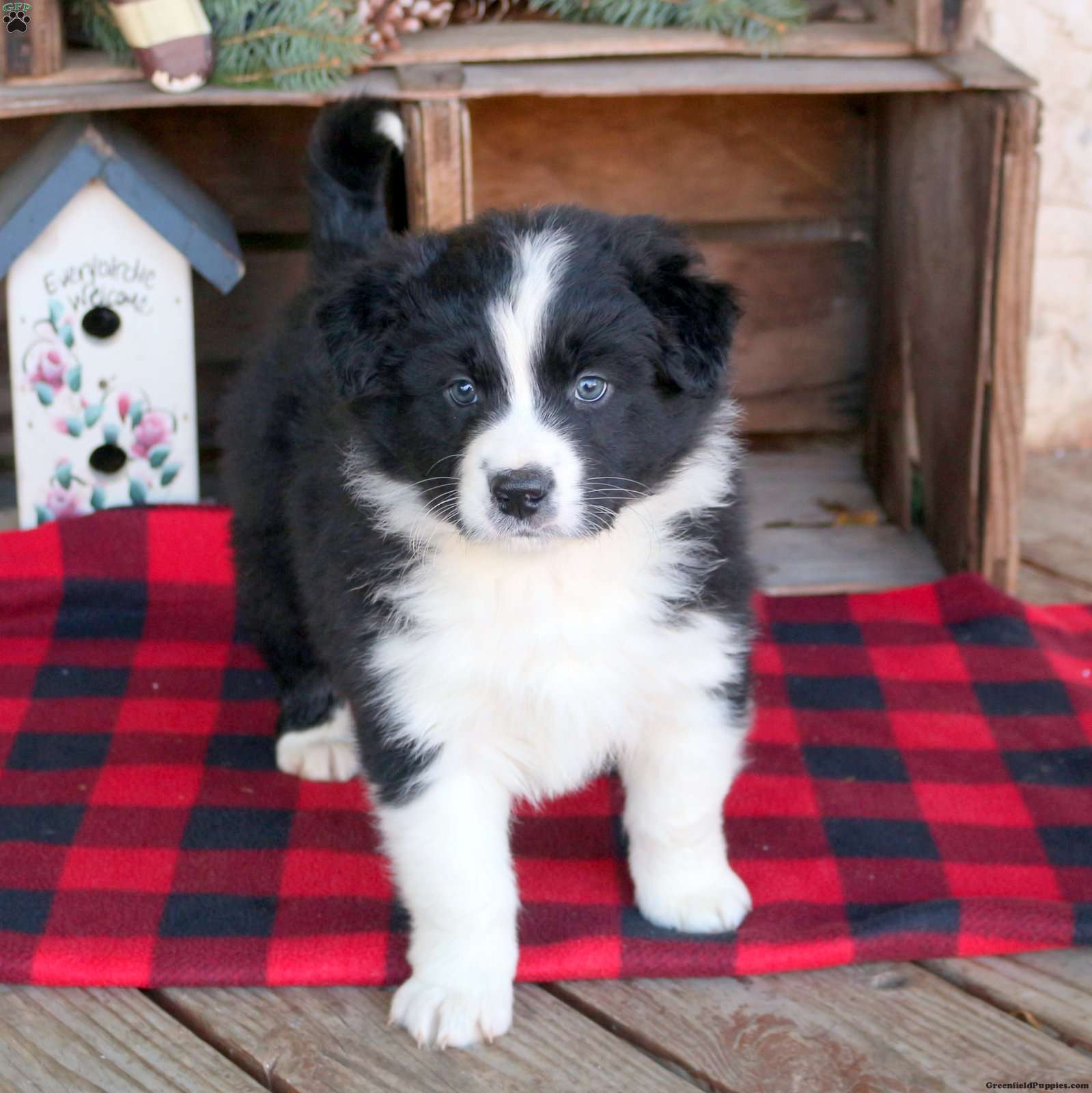 Lindon - Australian Shepherd Puppy For Sale in Pennsylvania