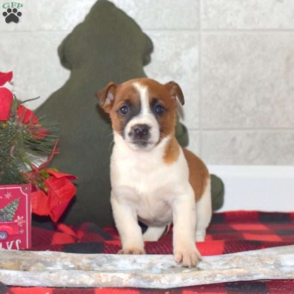 Logger, Jack Russell Terrier Puppy