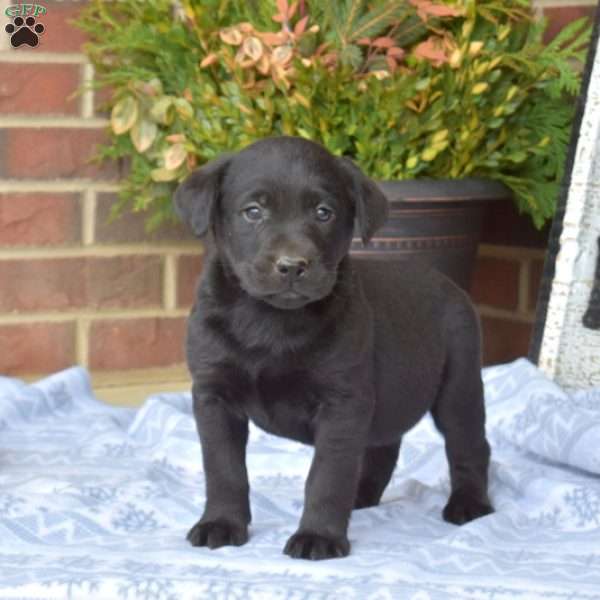 Lola, Black Labrador Retriever Puppy