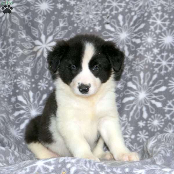 Lola, Border Collie Puppy