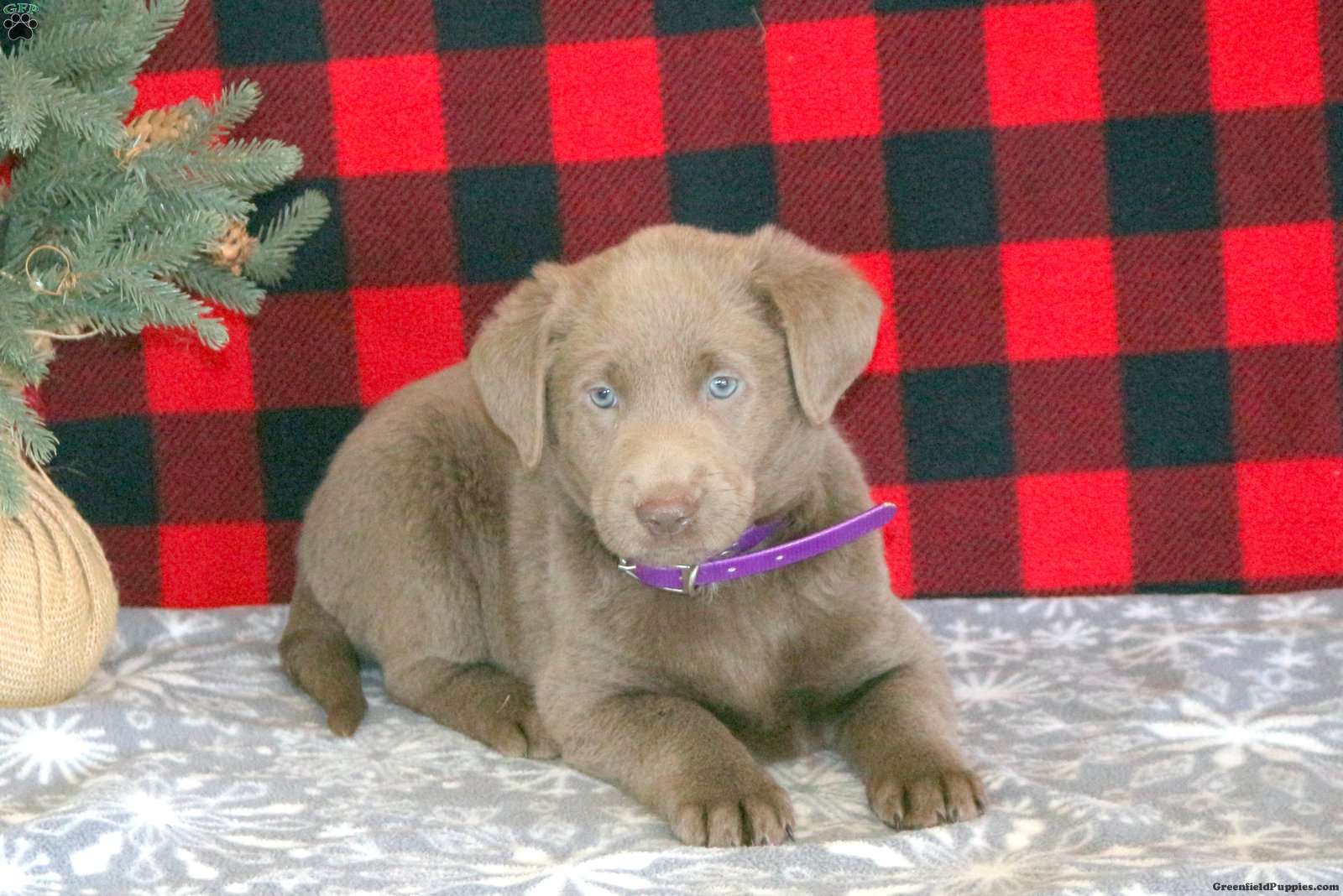 Lolly Silver Labrador Retriever Puppy For Sale in Pennsylvania
