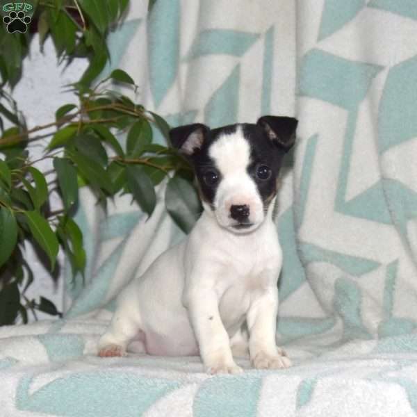 Lori, Jack Russell Terrier Puppy
