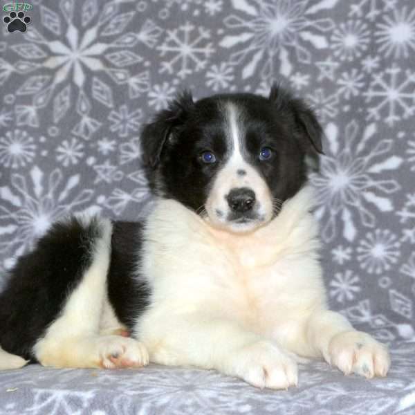 Lori, Border Collie Puppy