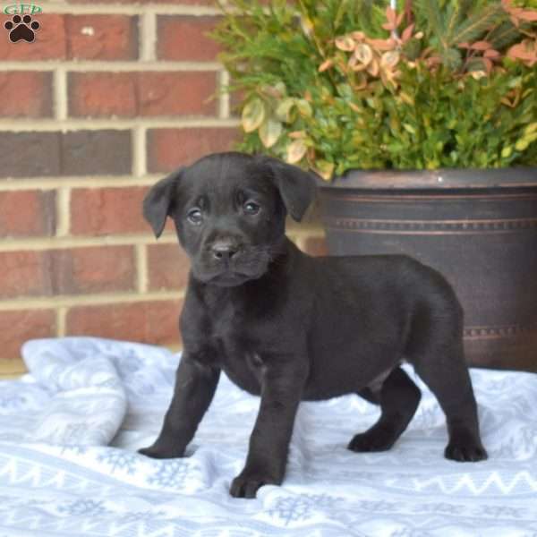 Louie, Black Labrador Retriever Puppy