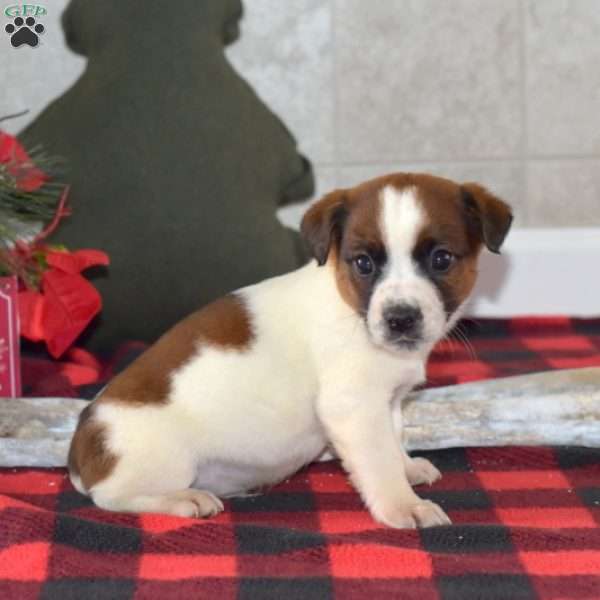 Lucky, Jack Russell Terrier Puppy
