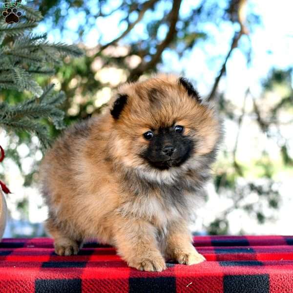 Lucy, Pomeranian Puppy