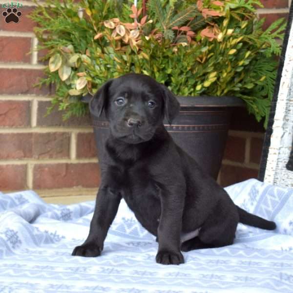 Lucy, Black Labrador Retriever Puppy