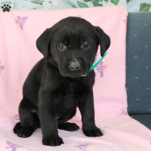 Mabel, Black Labrador Retriever Puppy