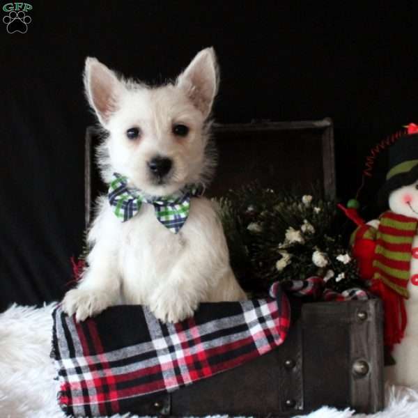 Maciah, West Highland Terrier Puppy
