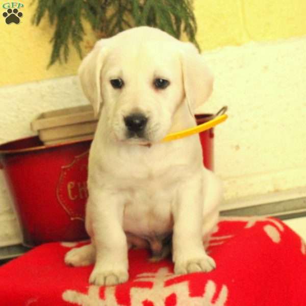 Magnus, Golden Labrador Puppy