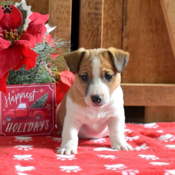 Major, Jack Russell Terrier Puppy