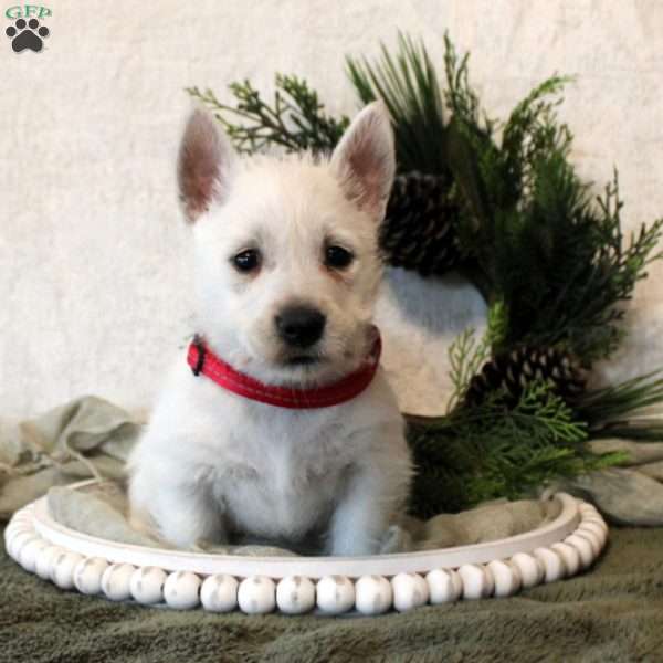 Makylie, West Highland Terrier Puppy