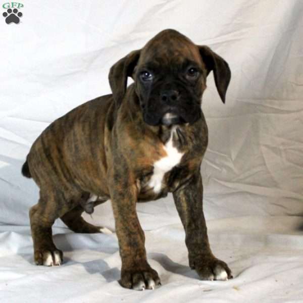 Manny, Boxer Puppy