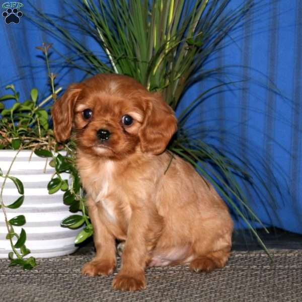 Marcus, Cavalier King Charles Spaniel Puppy