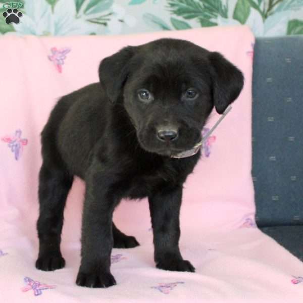 Maren, Black Labrador Retriever Puppy