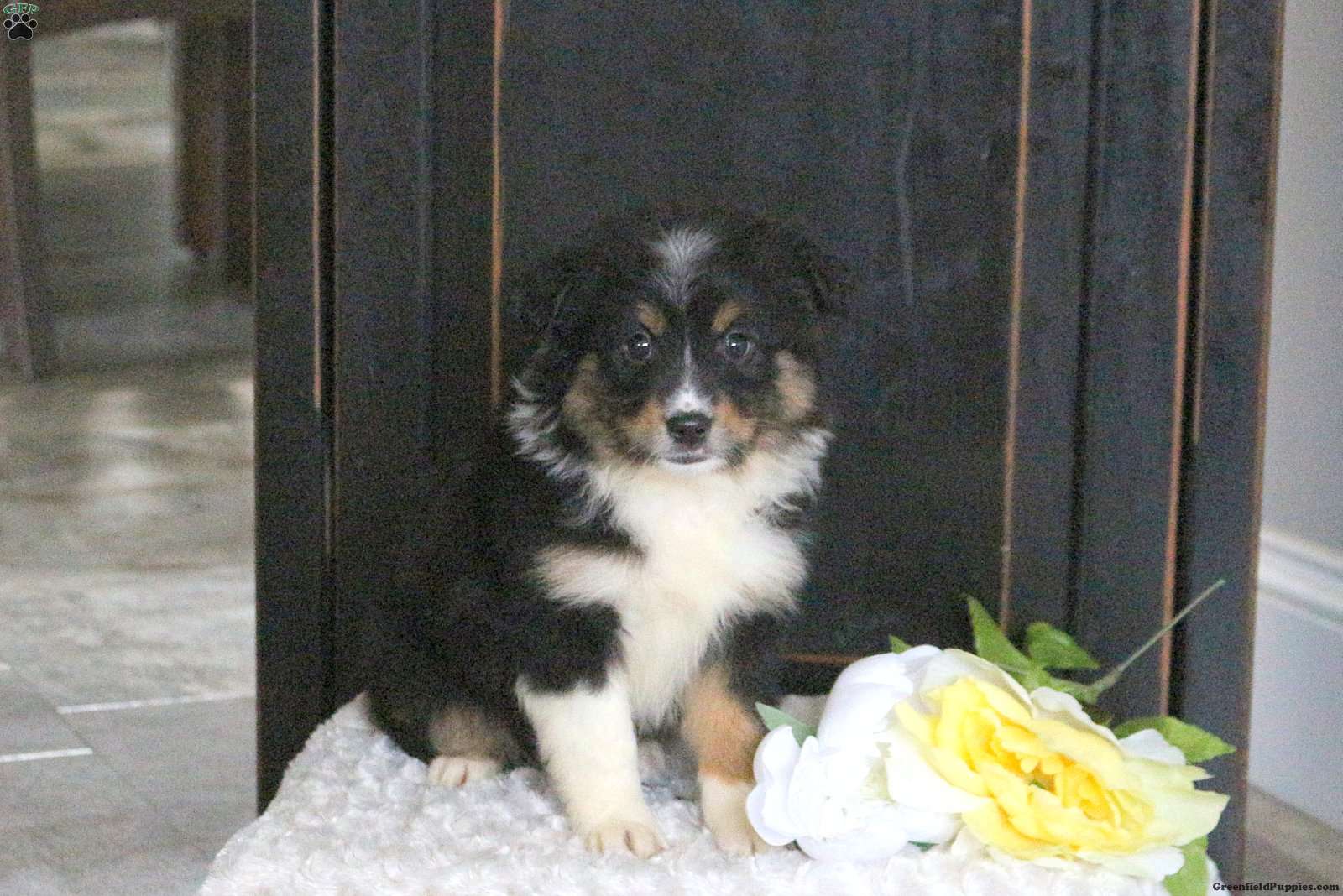 Maria - Miniature Australian Shepherd Puppy For Sale in Pennsylvania